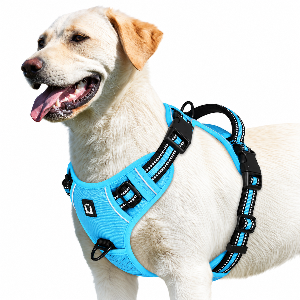 Labrador wearing the Sky Blue air-mesh no pull dog harness with reflective trim