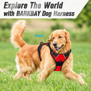 Golden retriever walking in the red No Pull Dog Harness