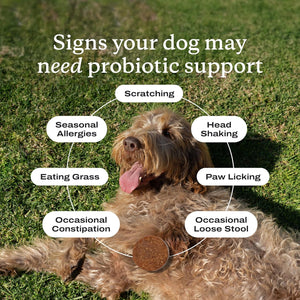 PetLab Co. Probiotic Chews for Dogs – Gut Health Supplement 30 Count – photo 6