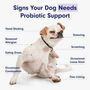 PetLab Co. Probiotic Chew+ for Dogs – Pork Flavor Digestive Support, 30 Chews – photo 7