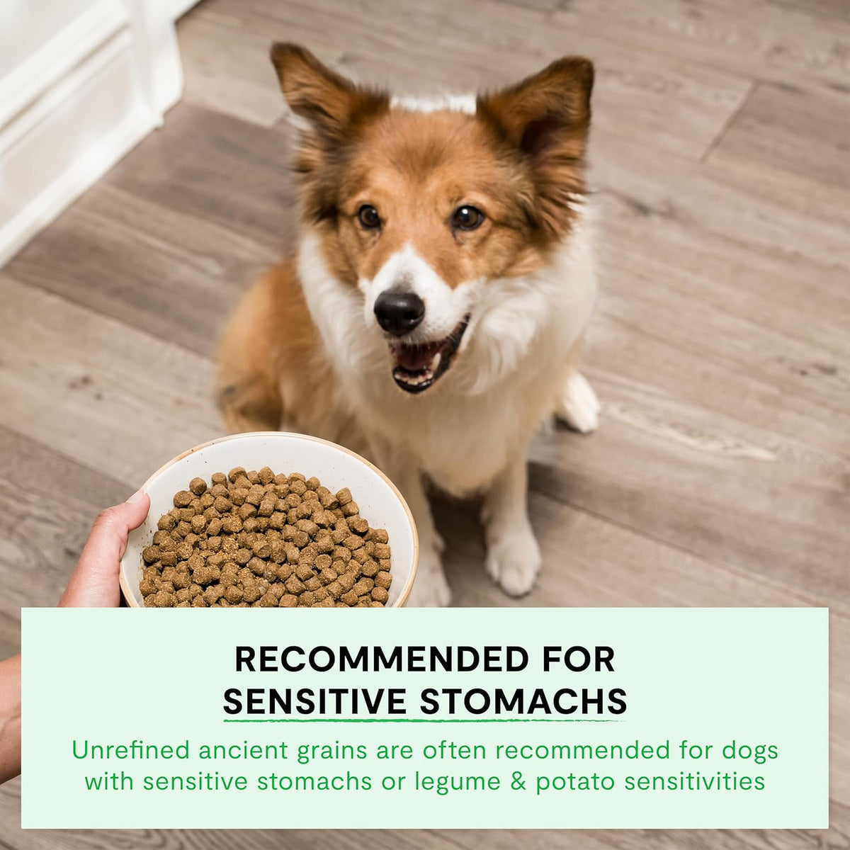 Open Farm Wild-Caught Salmon & Ancient Grains Dry Dog Food, 4 lb – photo 6