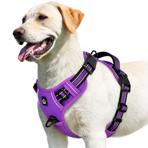 Labrador wearing the Purple air-mesh no pull dog harness with reflective trim