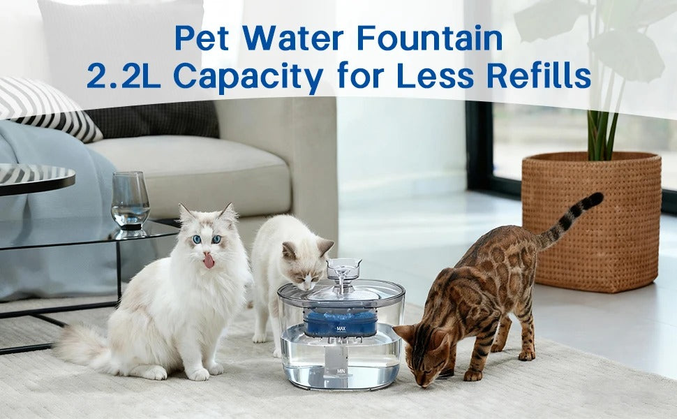 Cats drinking from the fountain at home